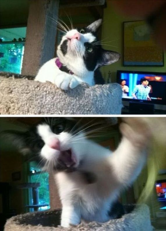 funny-pictures-339