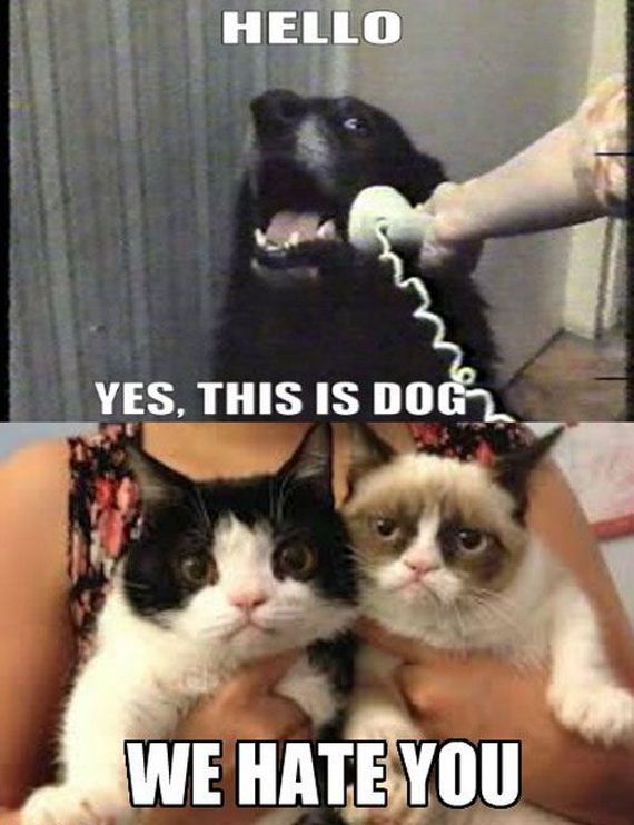 funny-pictures-340