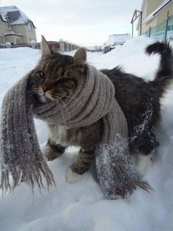 funny-pictures-342