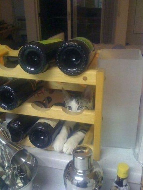 funny-pictures-342