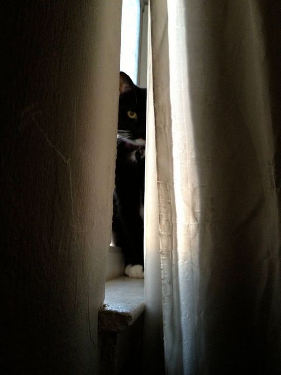 funny-pictures-342