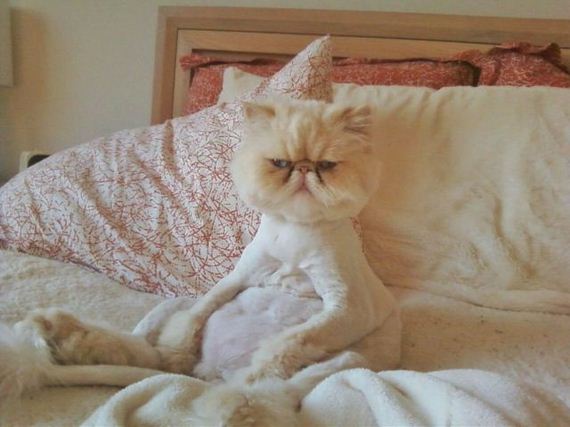funny-pictures-343