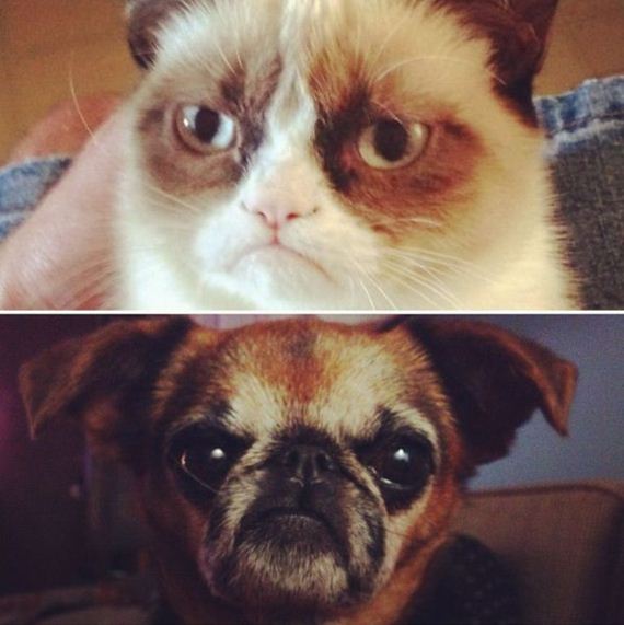 funny-pictures-343