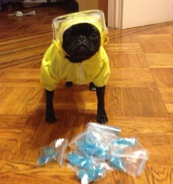 funny-pictures-343