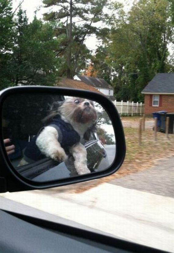 funny-pictures-343
