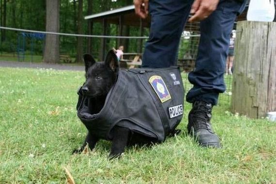 funny-pictures-346