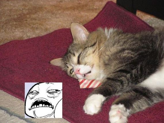 funny-pictures-348
