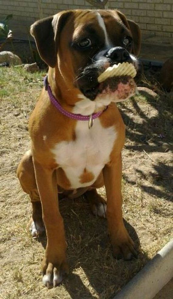 funny-pictures-348