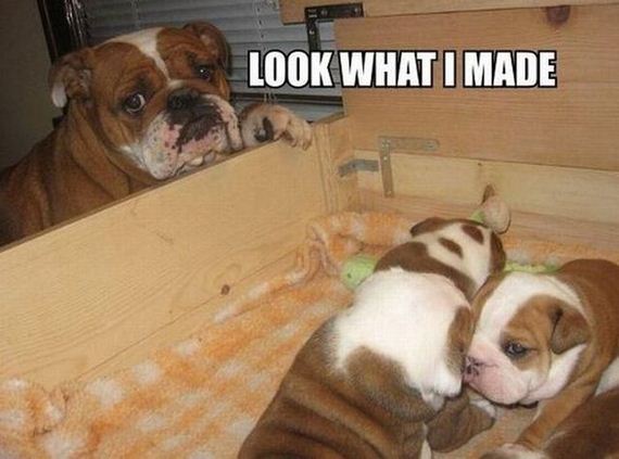 funny-pictures-349