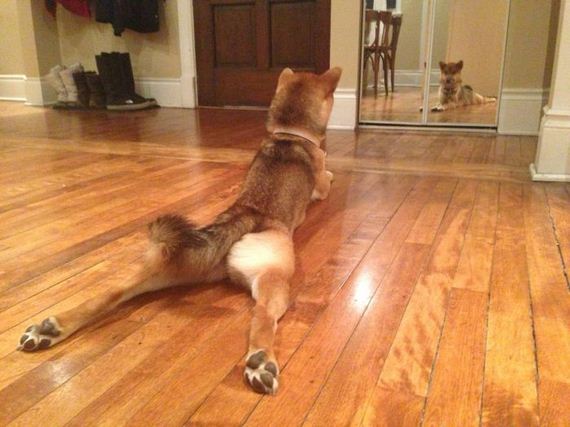 funny-pictures-349