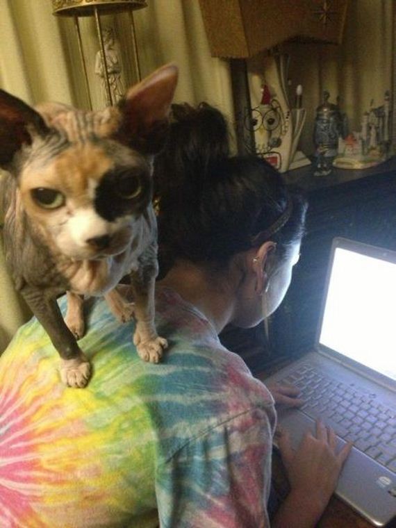funny-pictures-349