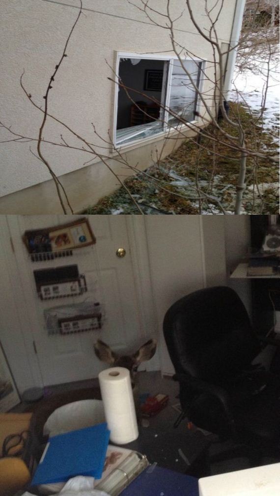 funny-pictures-350