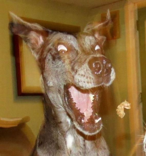 funny-pictures-350