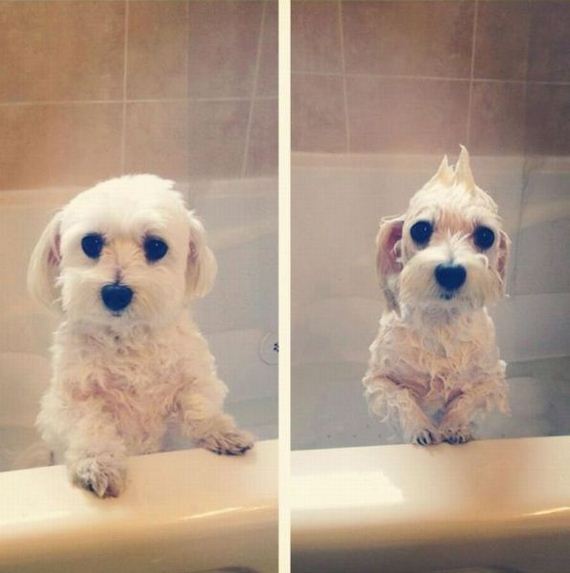 funny-pictures-352