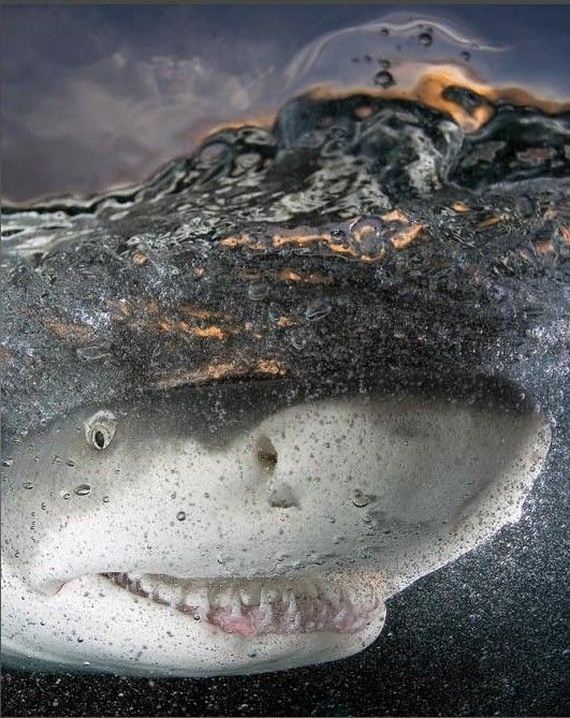 funny-pictures-352