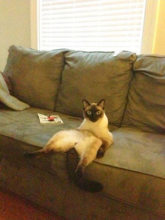 funny-pictures-352
