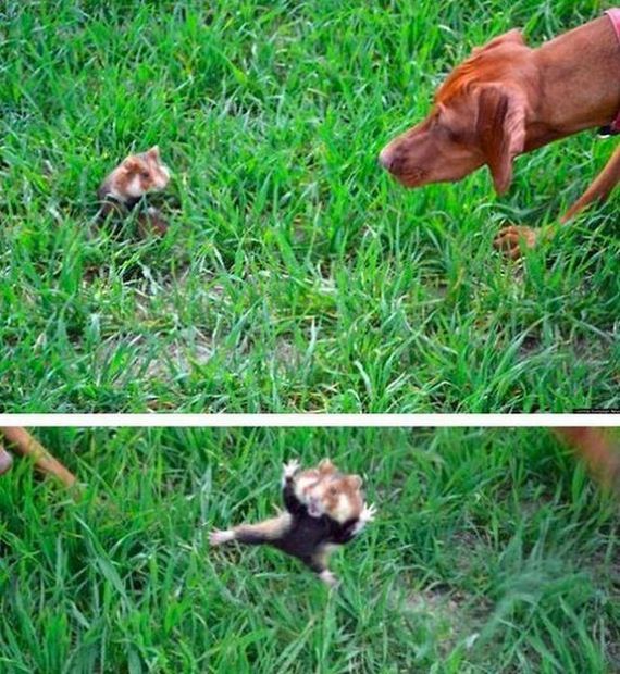 funny-pictures-353