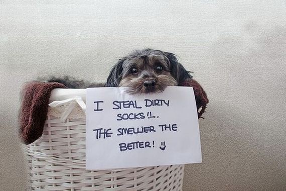 funny-pictures-354