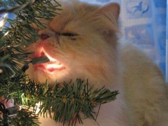 funny-pictures-354