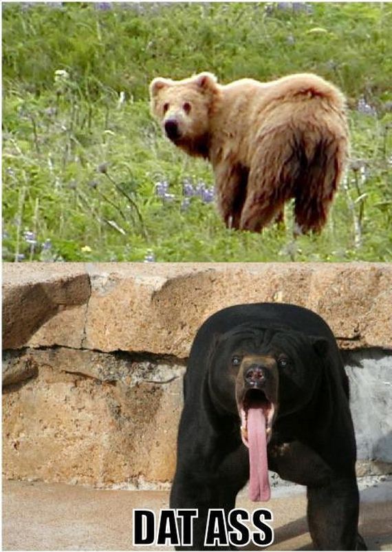 funny-pictures-357