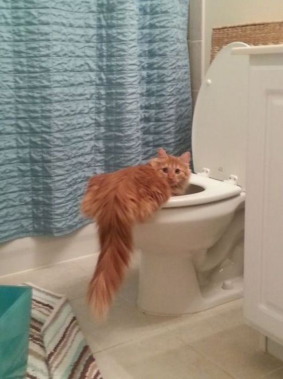 funny-pictures-361