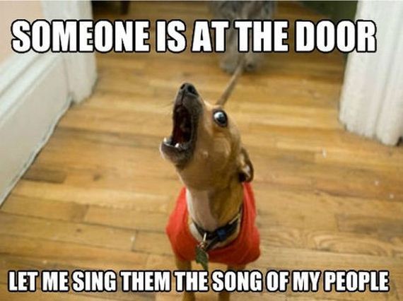 funny-pictures-363