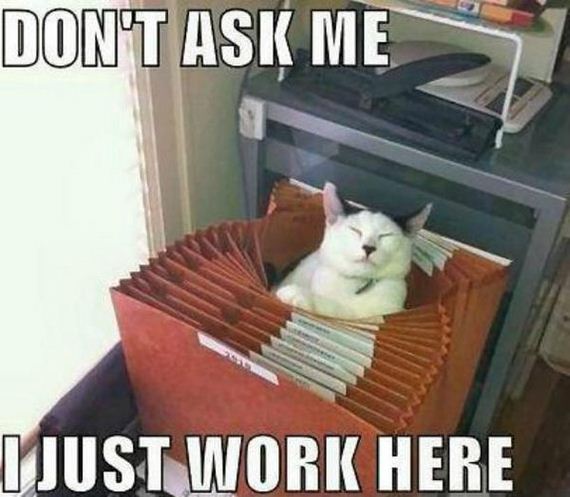 funny-pictures-363