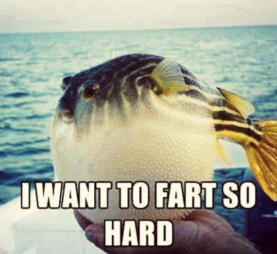 funny-pictures-365