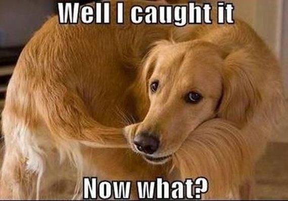 funny-pictures-365