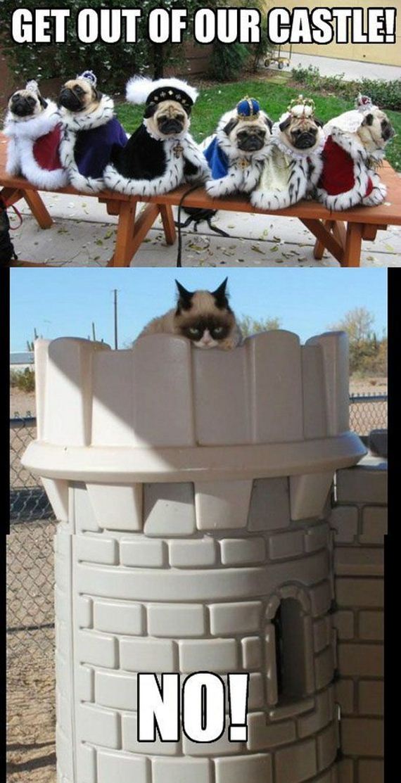 funny-pictures-368