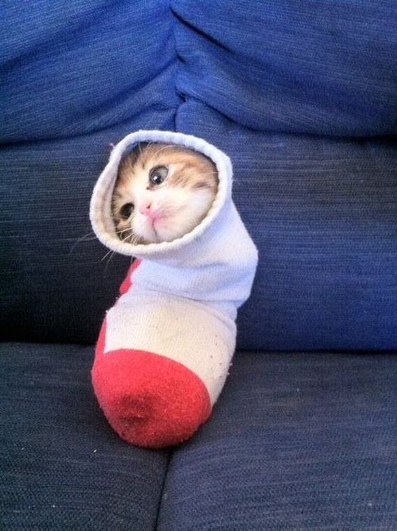 funny-pictures-369