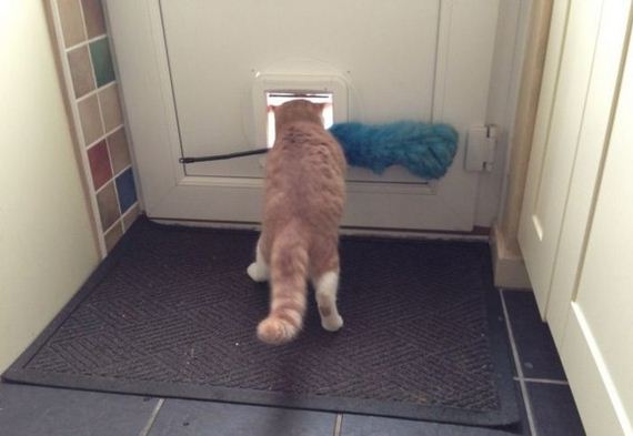 funny-pictures-369