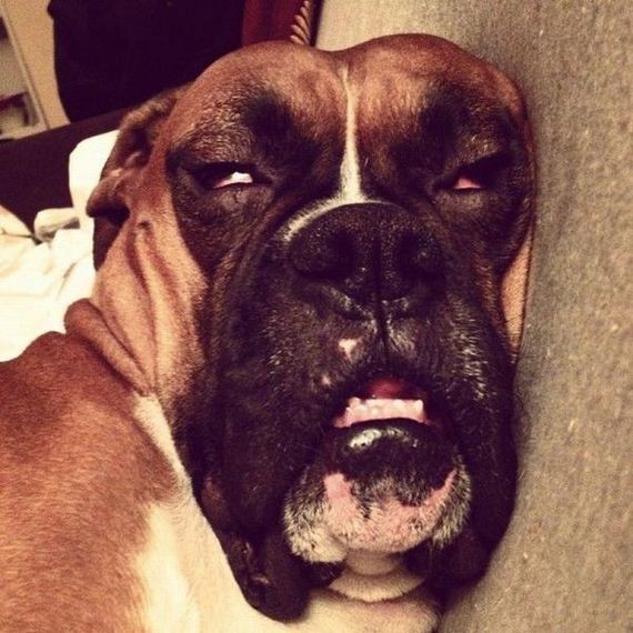 funny-pictures-369