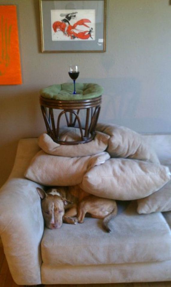 funny-pictures-370