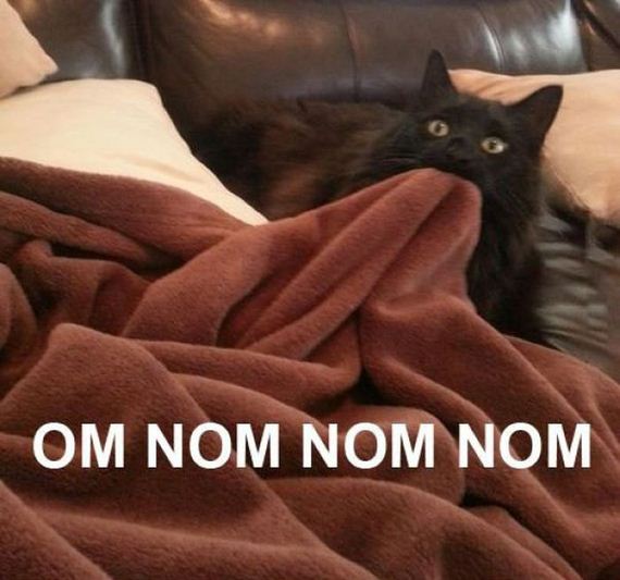 funny-pictures-370