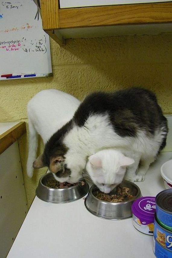 funny-pictures-370
