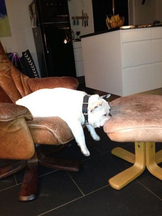 funny-pictures-370