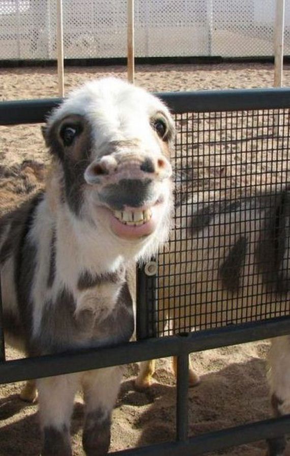 funny-pictures-370