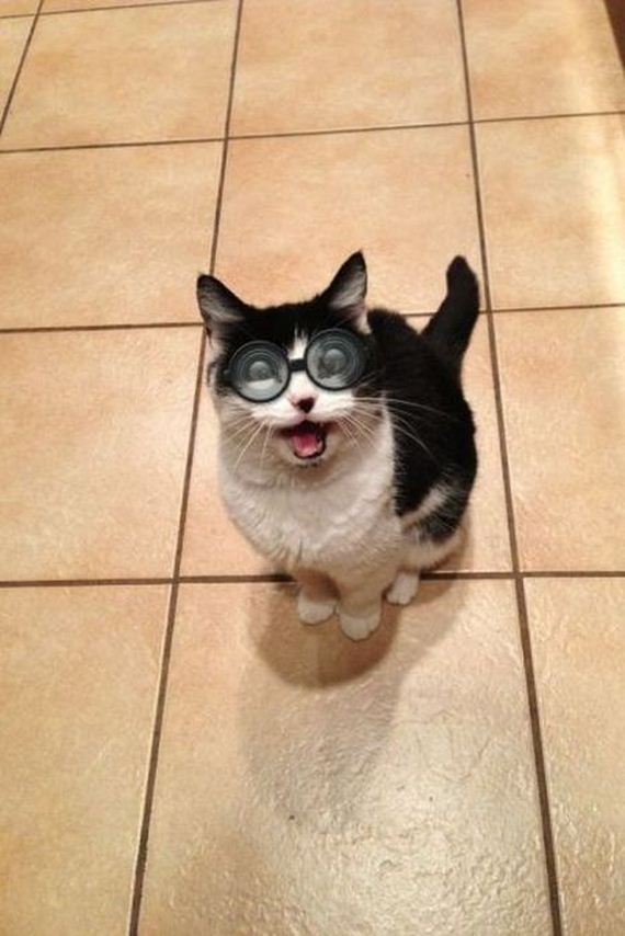 funny-pictures-370