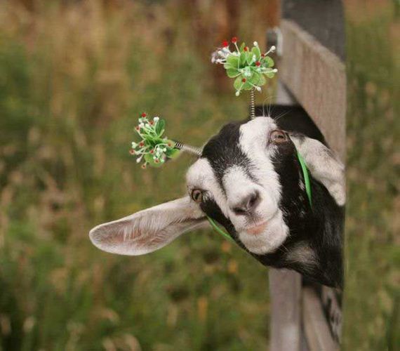 funny-pictures-371