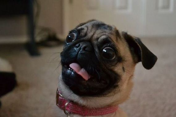 funny-pictures-376