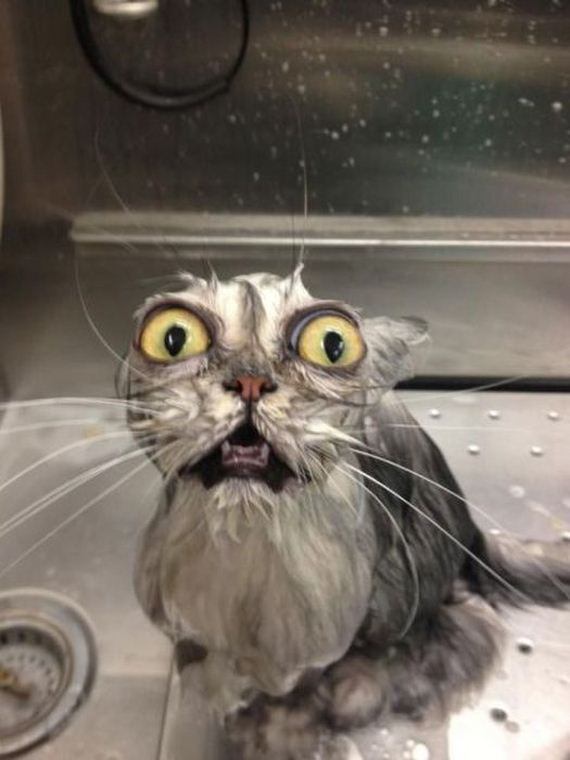 funny-pictures-378