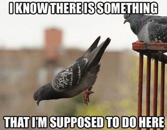 funny-pictures-378