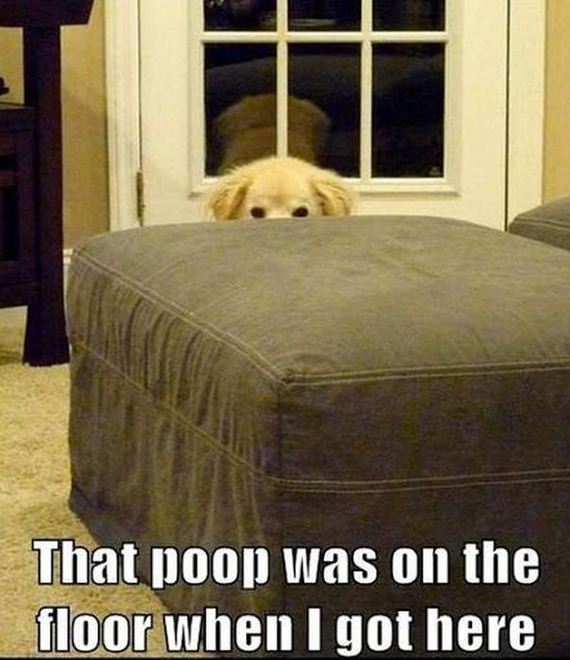 funny-pictures-378