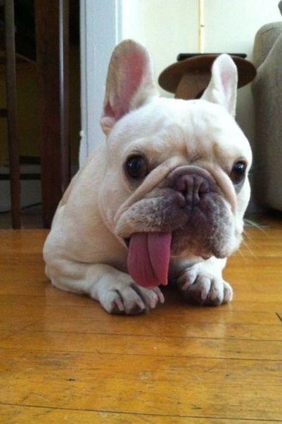 funny-pictures-378