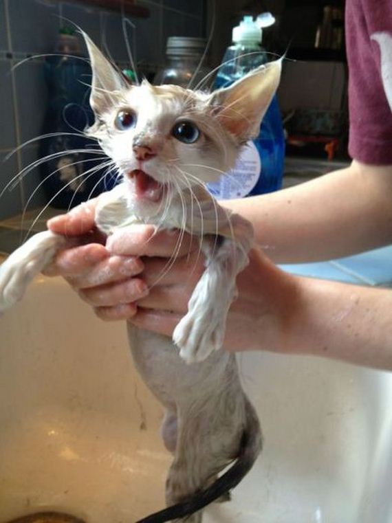 funny-pictures-378