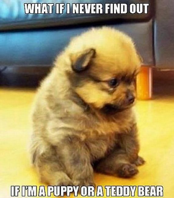 funny-pictures-378