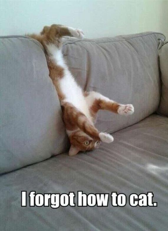 funny-pictures-379