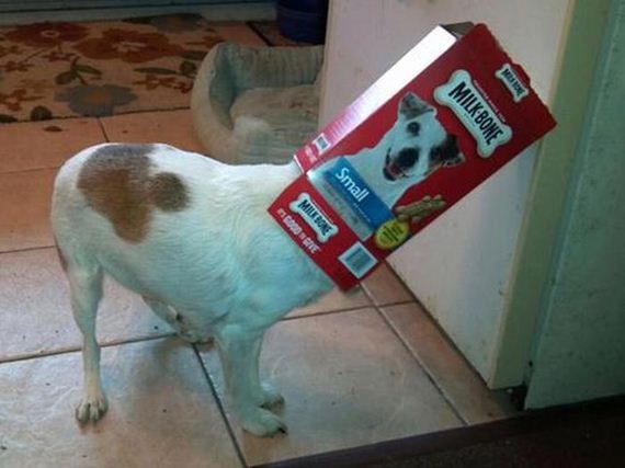 funny-pictures-379