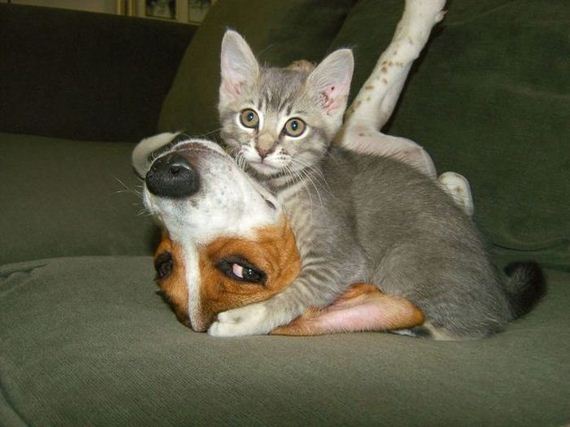 funny-pictures-379